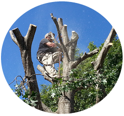 Tree removal in McKinney, Texas